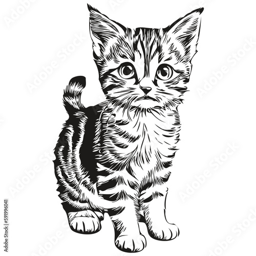 Black and white linear paint draw Cat vector illustration kitten