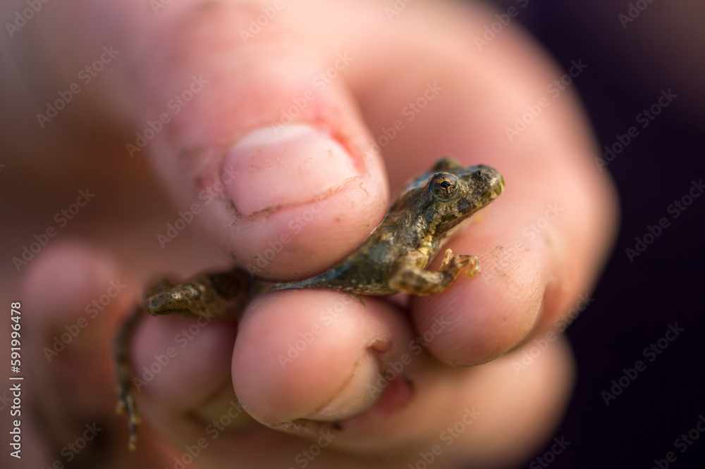 Close-up of a hand holding a Blanchard's cricket frog (Acris blanchardi); Valparaiso, Nebraska, United States of America Close-up of a hand holding a Blanchard's cricket frog (Acris blanchardi); Valparaiso, Nebraska, United States of America