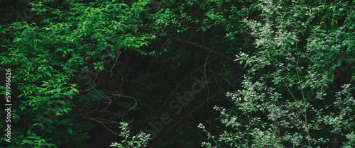 Принти на полотні Natural green background of lush thickets in dark forest