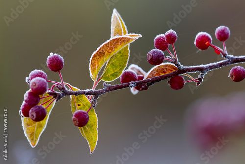 Morning frost on a bing cherry branch (Prunus avium); New York, United States of America photo