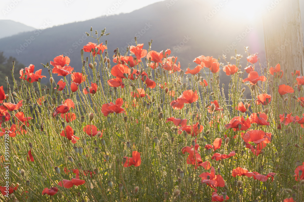 Fototapeta premium Poppies in a field at sunset in the mountains on a misty, sunny day.