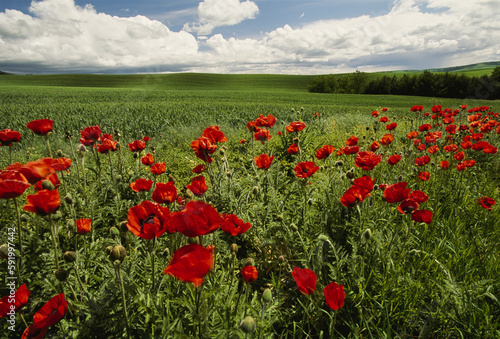 Red poppies edge an seemingly endless field; Moscow, Idaho, United States of America photo