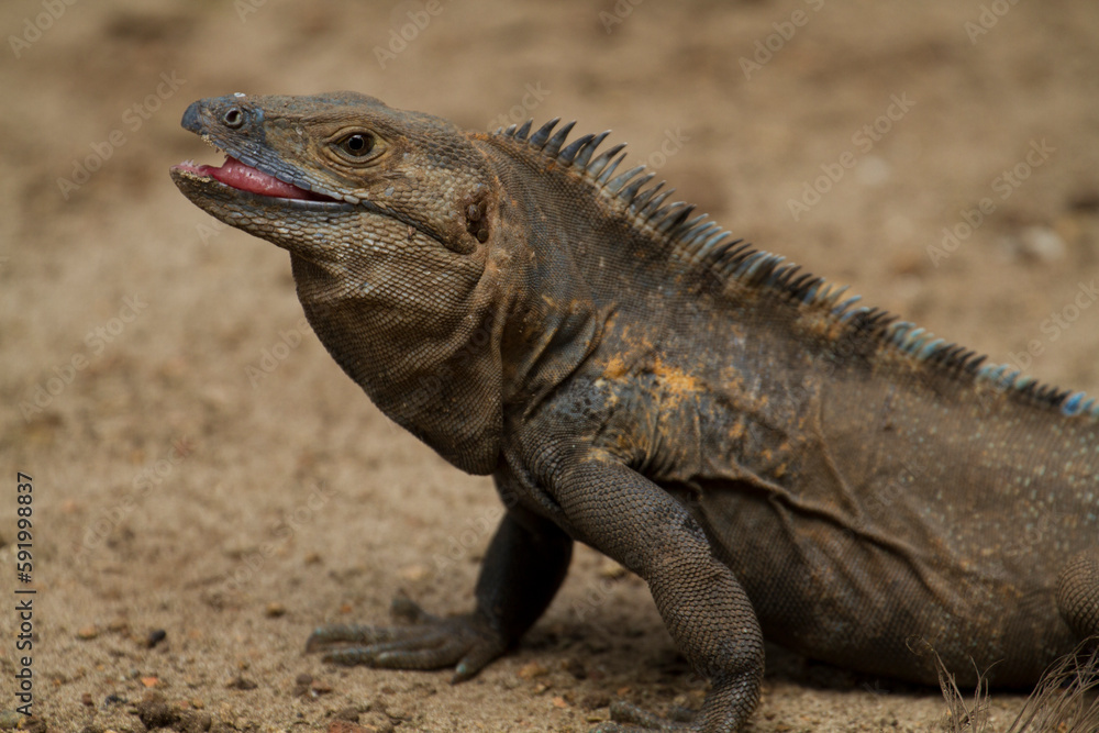Close-up portrait of an Iguana (Iguana iguana) resting in the sun at Isla Iguana, Panama; Isla Iguana, Panama Close-up portrait of an Iguana (Iguana iguana) resting in the sun at Isla Iguana, Panama; Isla Iguana, Panama