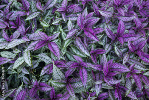 Close-up of plants with green and purple foliage in a Costa Rican botanical garden; Golfo Dulce, Costa Rica