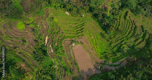 Aerial footage of famous beautiful Tegallalang Rice Terraces, Bali, Indonesia
