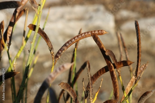 wild plants with dry brown crops