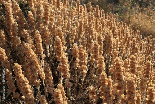 dry wild flowers on Amorgos, Greece