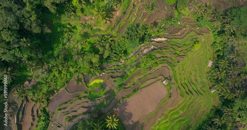 Aerial footage of famous beautiful Tegallalang Rice Terraces, Bali, Indonesia