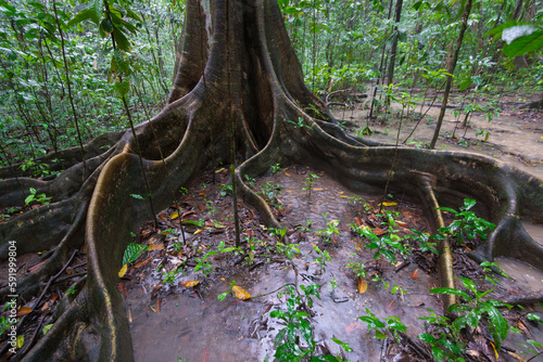 Roots of a Bloodwood tree; San Pedrillo, Costa Rica photo