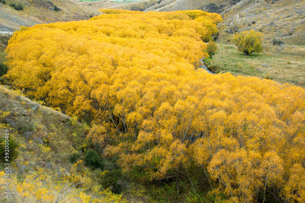 Cottonwood trees in autumn along the Lindis River on the South Island