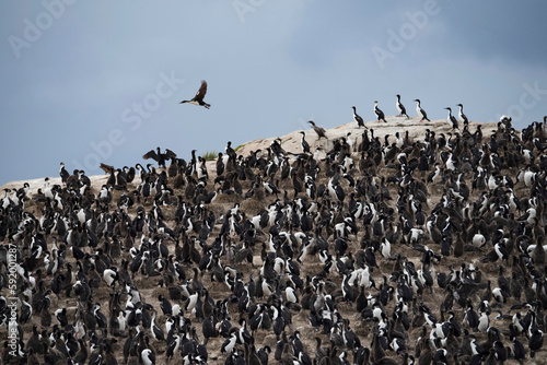 Shag  (Phalacrocorax atriceps) soars above a colony of King penguins (Aptenodytes patagonicus) on the rocks in Beagle Channel, near Ushuaia, Argentina; Argentina photo