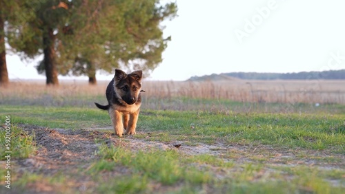 Fototapeta Naklejka Na Ścianę i Meble -  Small shepherd dog runs along forest road for walk, in slow motion. Pet, puppy runs amusingly on sunny day in natural park. Walking dog outdoors. Play with dog in nature. Active running puppy. Travel