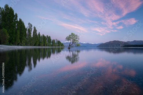 Young willow tree grows on the edge of Lake Wanaka on the South Island of New Zealand; Wanaka, South Island, New Zealand