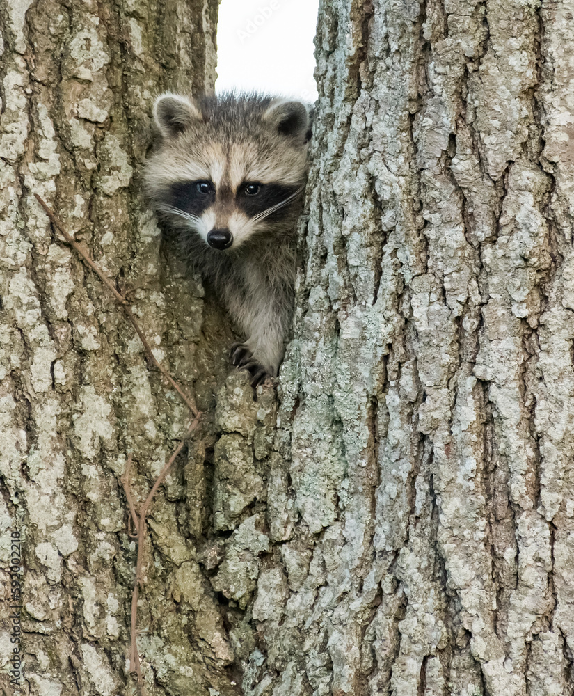 Close-up portrait of a Raccoon (Procyon lotor) with its head peeking through a white oak tree (Quercus); Mystic, Connecticut, United States of America Close-up portrait of a Raccoon (Procyon lotor) with its head peeking through a white oak tree (Quercus); Mystic, Connecticut, United States of America