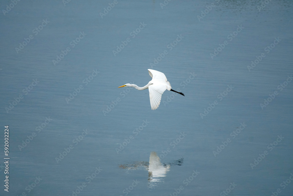 Great egret (Ardea alba) in flight over water with it's mirror image reflected in the surface; Mystic, Connecticut, United States of America Great egret (Ardea alba) in flight over water with it's mirror image reflected in the surface; Mystic, Connecticut, United States of America