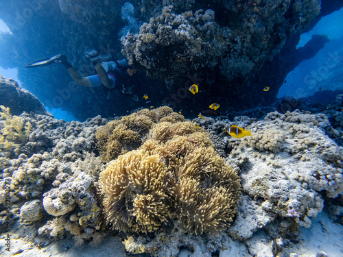 Underwater scene with orange clownfish (Amphiprion percula) in coral reef of the Red Sea 