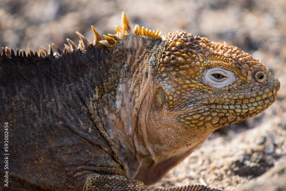 Galapagos land iguana (Conolophus subcristatus) on North Seymour Island; Galapagos Islands, Ecuador Galapagos land iguana (Conolophus subcristatus) on North Seymour Island; Galapagos Islands, Ecuador