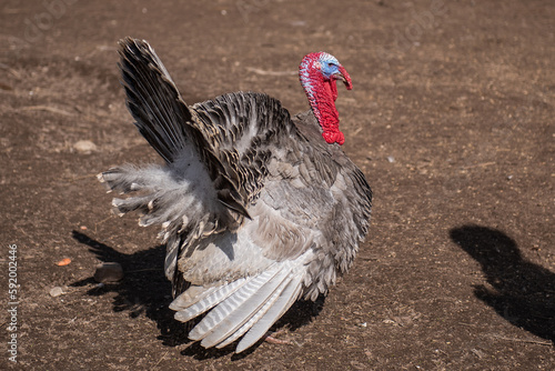 A turkey walks around the corral.