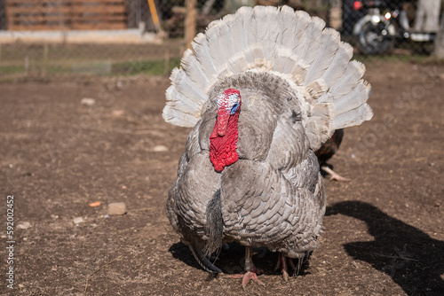 A turkey walks around the corral.