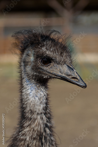 Beautiful emu bird close up.
