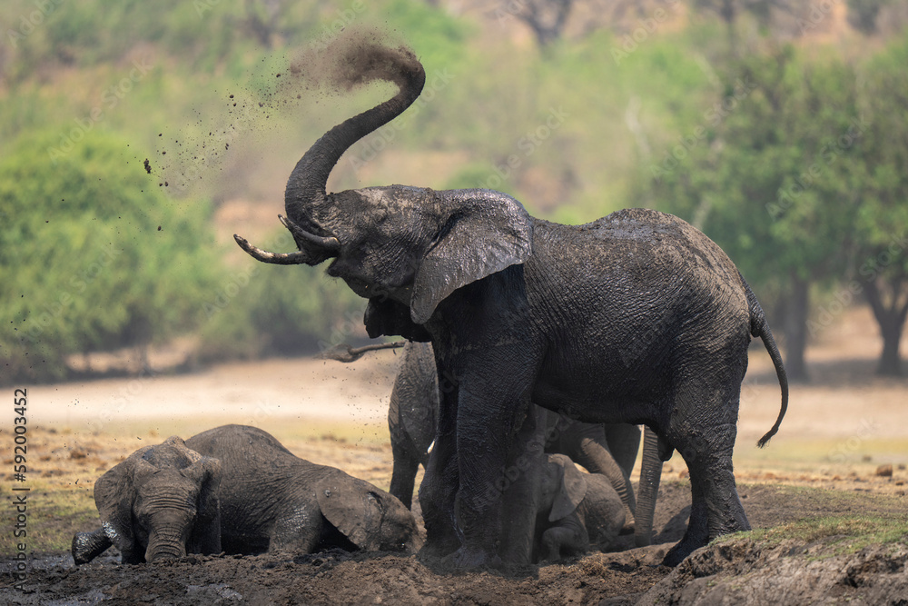 African bush elephant (Loxodonta africana) blows dust over head in Chobe National Park; Chobe, Botswana African bush elephant (Loxodonta africana) blows dust over head in Chobe National Park; Chobe, Botswana