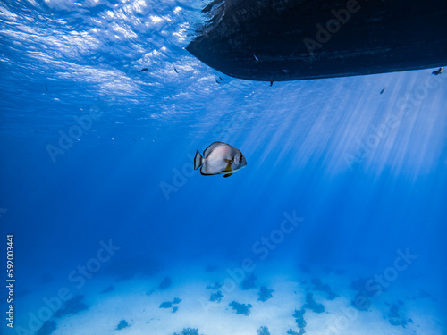 Underwater scene with orbicular batfish swimming under boat and coral reef of the Red Sea
 photo