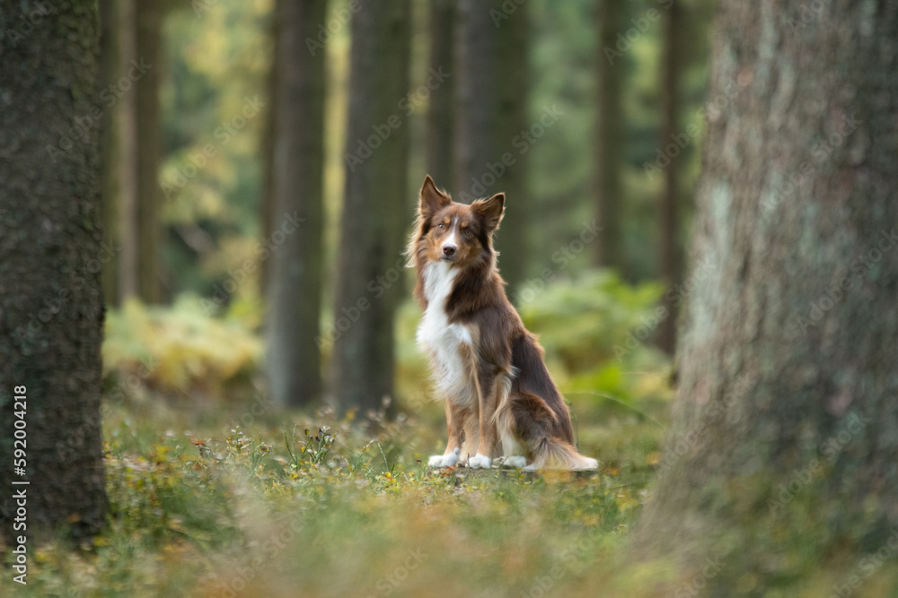 Shooting photo d'un chien de race shetland dans la forêt 