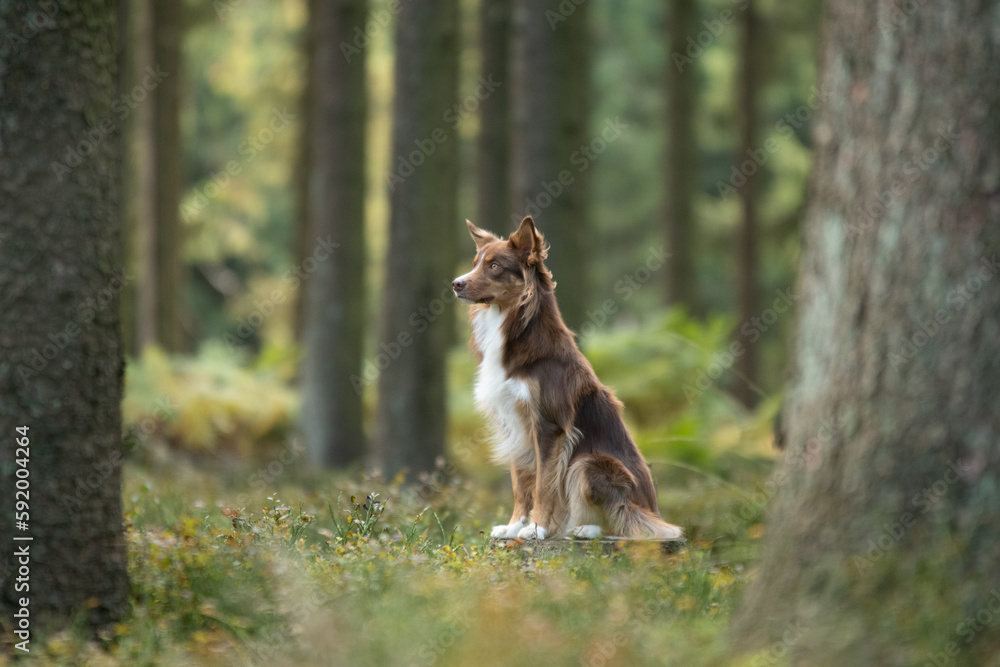 Shooting photo d'un chien de race shetland dans la forêt 
