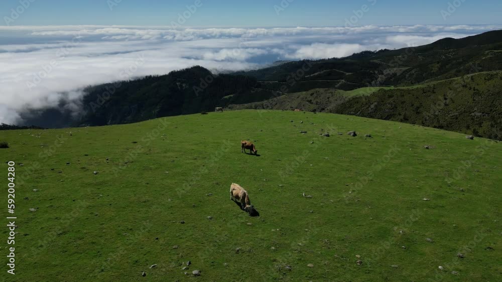 Aerial of a herd of cows grazing in the green field on Madeira Island in Portugal Aerial of a herd of cows grazing in the green field on Madeira Island in Portugal