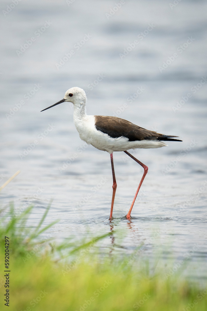 Black-winged stilt (Himantopus himantopus) in shallows near grassy riverbank in Chobe National Park; Chobe, Botswana Black-winged stilt (Himantopus himantopus) in shallows near grassy riverbank in Chobe National Park; Chobe, Botswana