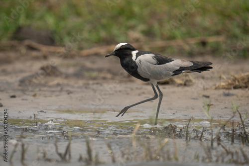 Blacksmith lapwing (Vanellus armatus) crosses muddy shallows lifting foot in Chobe National Park; Chobe, Botswana photo