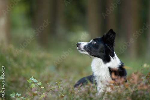 Shooting d'un chien de race border collie dans les bois