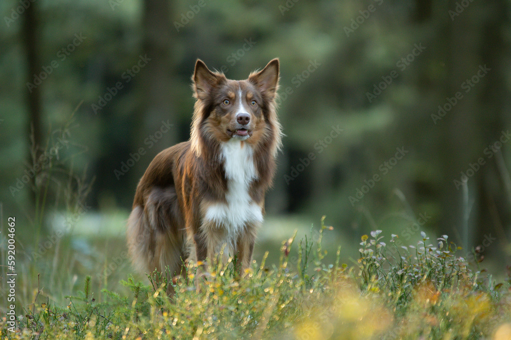 Shooting d'un magnifique chien dans la forêt Shooting d'un magnifique chien dans la forêt