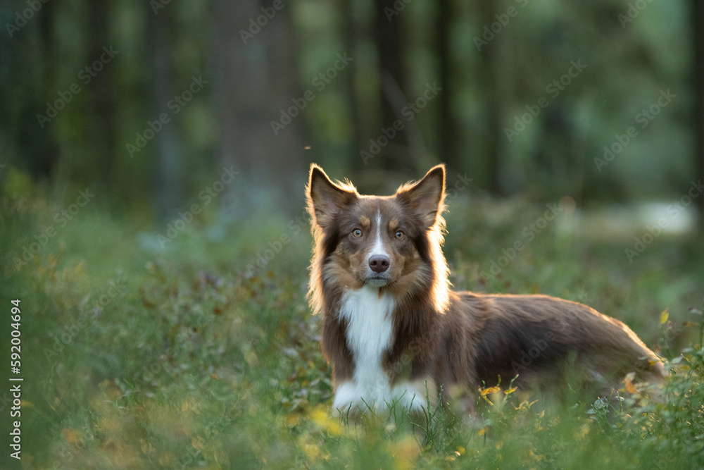 Obraz premium Shooting photo d'un chien de race shetland dans la forêt 