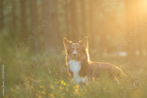 Fototapeta Naklejka Na Ścianę i Meble -  Shooting d'un magnifique chien dans la forêt 