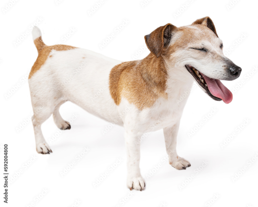 Cute small dog staying on white background smiling with closed eyes, looking side right. Adorable relaxed dreaming pet Jack Russell terrier in full growth ( full height )