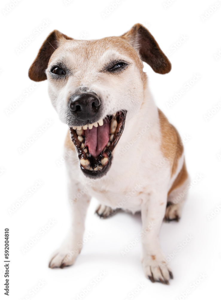 Grumpy funny dog face. Silly dog with skeptical, ironic facial expression, grimacing dog looking at camera. Silly pet Jack Russell terrier sitting on white background. Yawning pet making faces