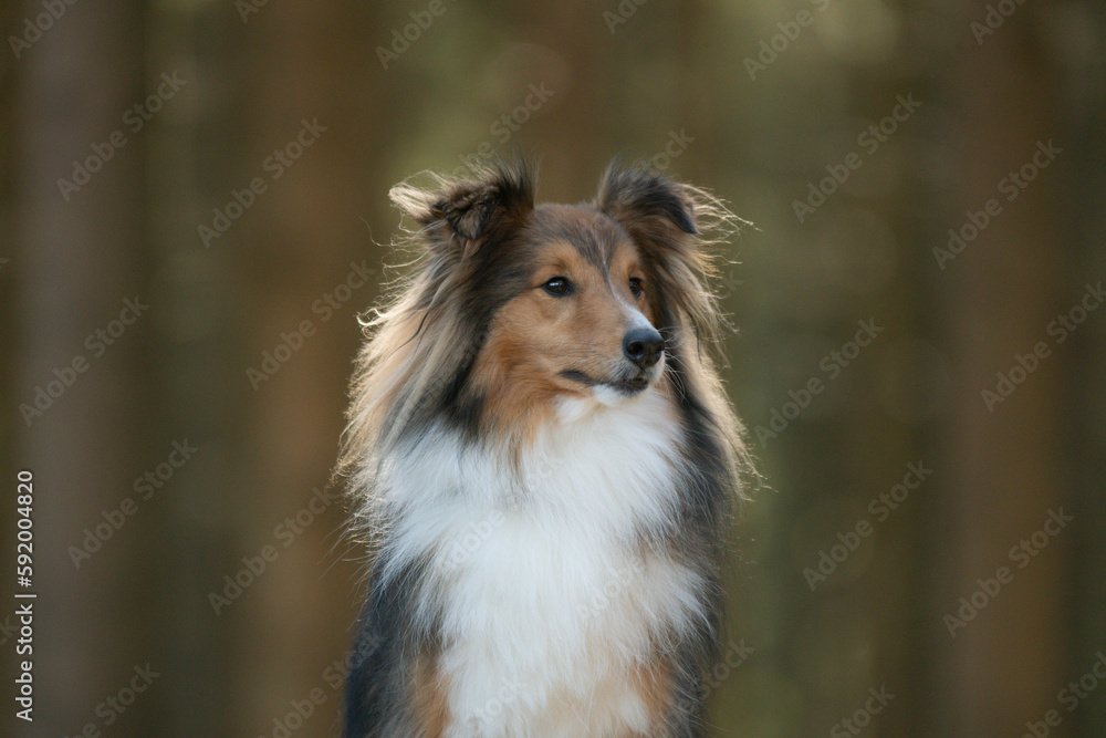 Un chien de race shetland dans une forêt 