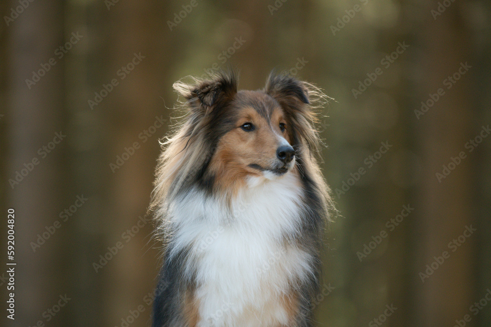 Un chien de race shetland dans une forêt Un chien de race shetland dans une forêt