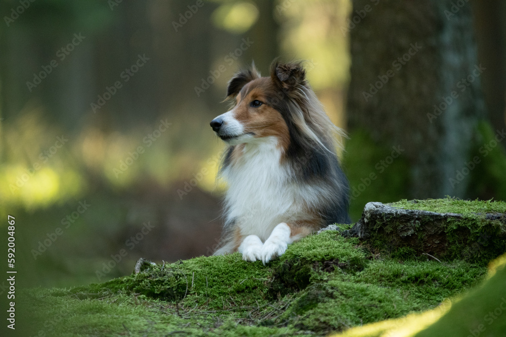 Shooting photo d'un chien dans les bois