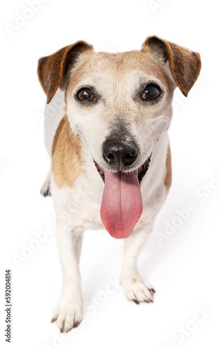 Dog looking at the camera smiling tongue out open mouth. Adorable white small dog looking carefully. Happy Jack Russell terrier on white background. Senior elderly pet series