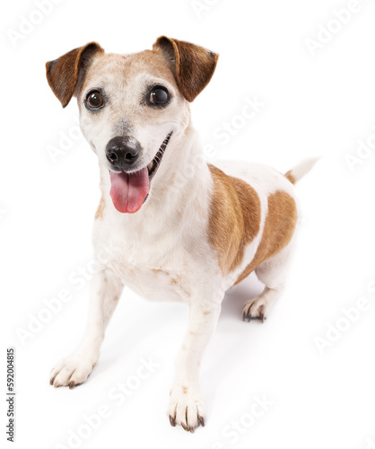 Emotional dog wants to play waiting for a toy. Cute active senior full height dog Jack Russell terrier sitting on white background. 