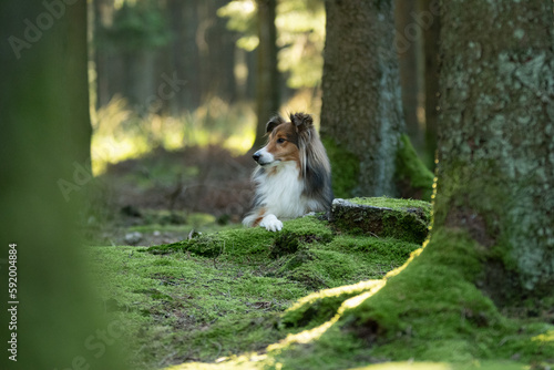 Un chien de race shetland dans une forêt 