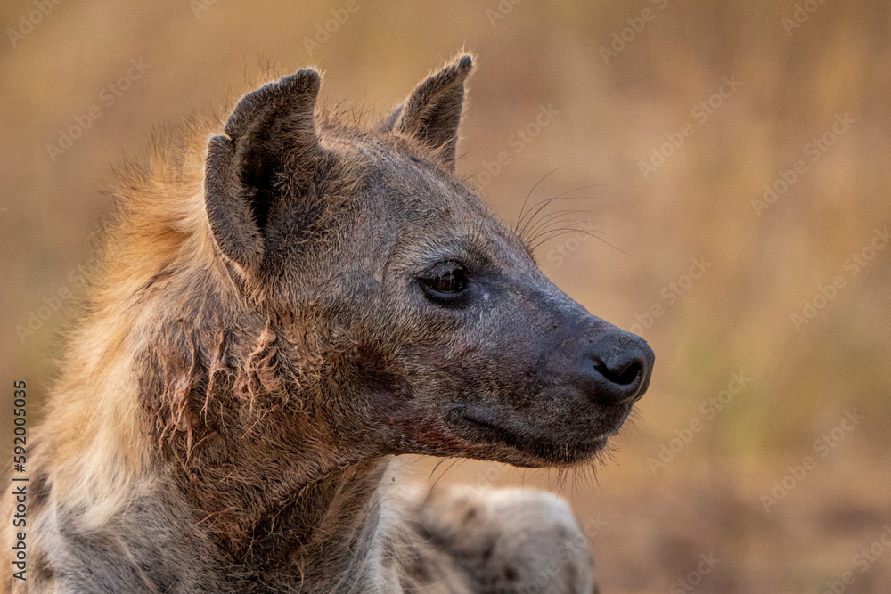 Close-up of Spotted hyena (Crocuta crocuta) stained with blood in Chobe National Park; Chobe, Botswana Close-up of Spotted hyena (Crocuta crocuta) stained with blood in Chobe National Park; Chobe, Botswana
