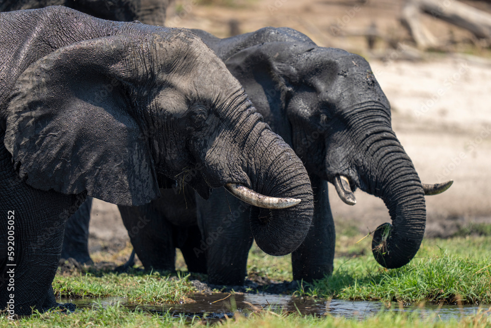 Close-up of two African elephants (Loxodonta africana) eating grass in Chobe National Park; Chobe, Botswana Close-up of two African elephants (Loxodonta africana) eating grass in Chobe National Park; Chobe, Botswana