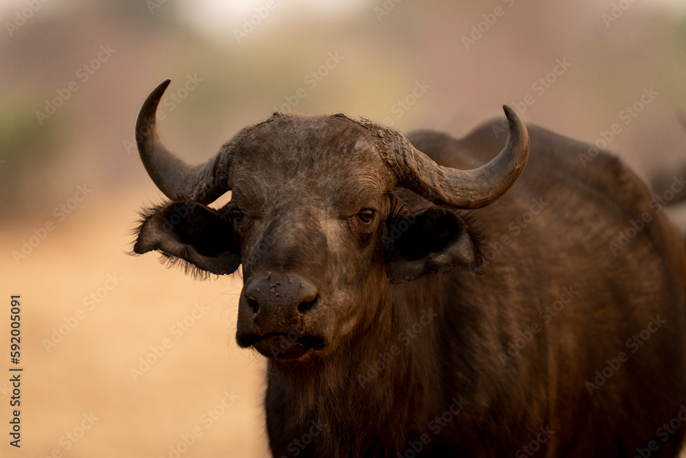 Close-up of young male Cape buffalo (Syncerus caffer) staring in Chobe National Park; Chobe, Botswana Close-up of young male Cape buffalo (Syncerus caffer) staring in Chobe National Park; Chobe, Botswana