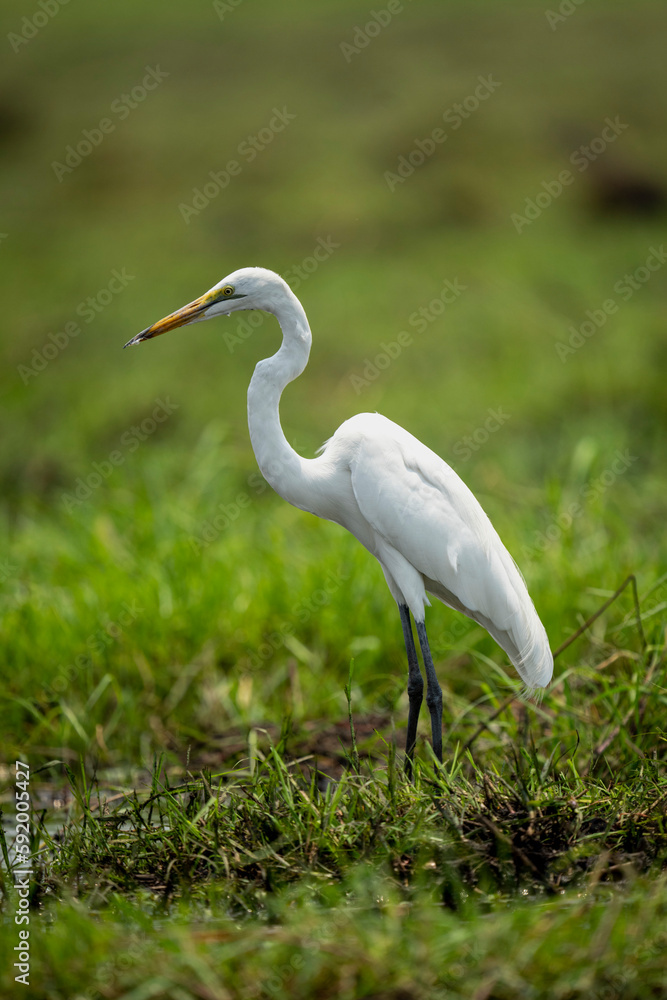 Great egret (Ardea alba) in profile on grass riverbank in Chobe National Park; Chobe, Botswana Great egret (Ardea alba) in profile on grass riverbank in Chobe National Park; Chobe, Botswana