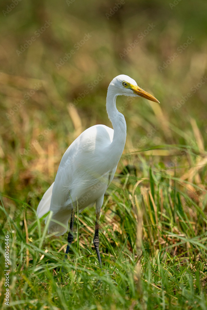 Great egret (Ardea alba) stands in grass on riverbank in Chobe National Park; Chobe, Botswana Great egret (Ardea alba) stands in grass on riverbank in Chobe National Park; Chobe, Botswana