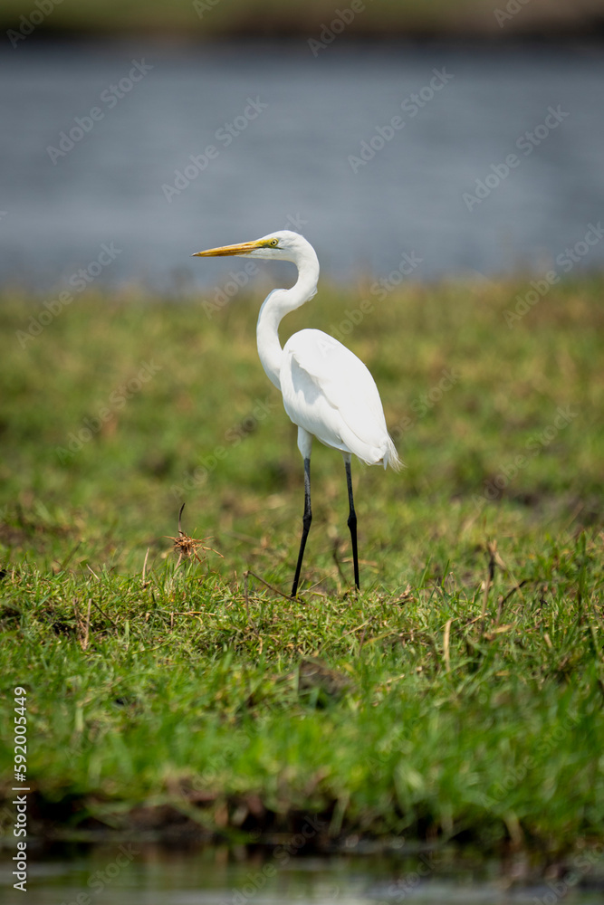 Great egret (Ardea alba) in profile on grass riverbank in Chobe National Park; Chobe, Botswana Great egret (Ardea alba) in profile on grass riverbank in Chobe National Park; Chobe, Botswana