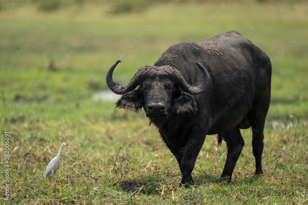 Male Cape buffalo (Syncerus caffer) stands on grass riverbank in Chobe National Park; Chobe, Botswana Male Cape buffalo (Syncerus caffer) stands on grass riverbank in Chobe National Park; Chobe, Botswana